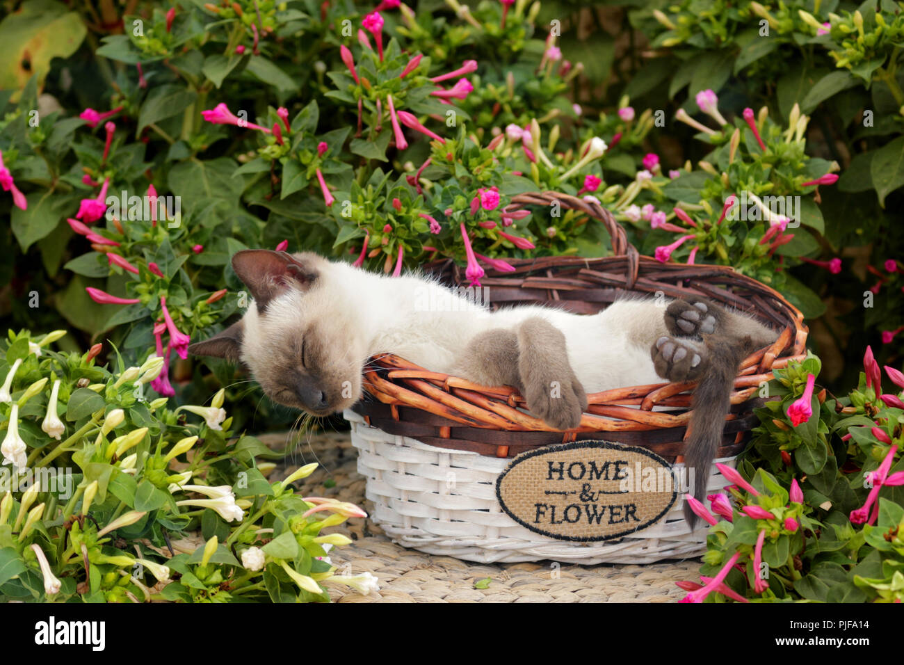 Giovani cat, tailandese, guarnizione di tenuta, che giacciono in un cestello Foto Stock