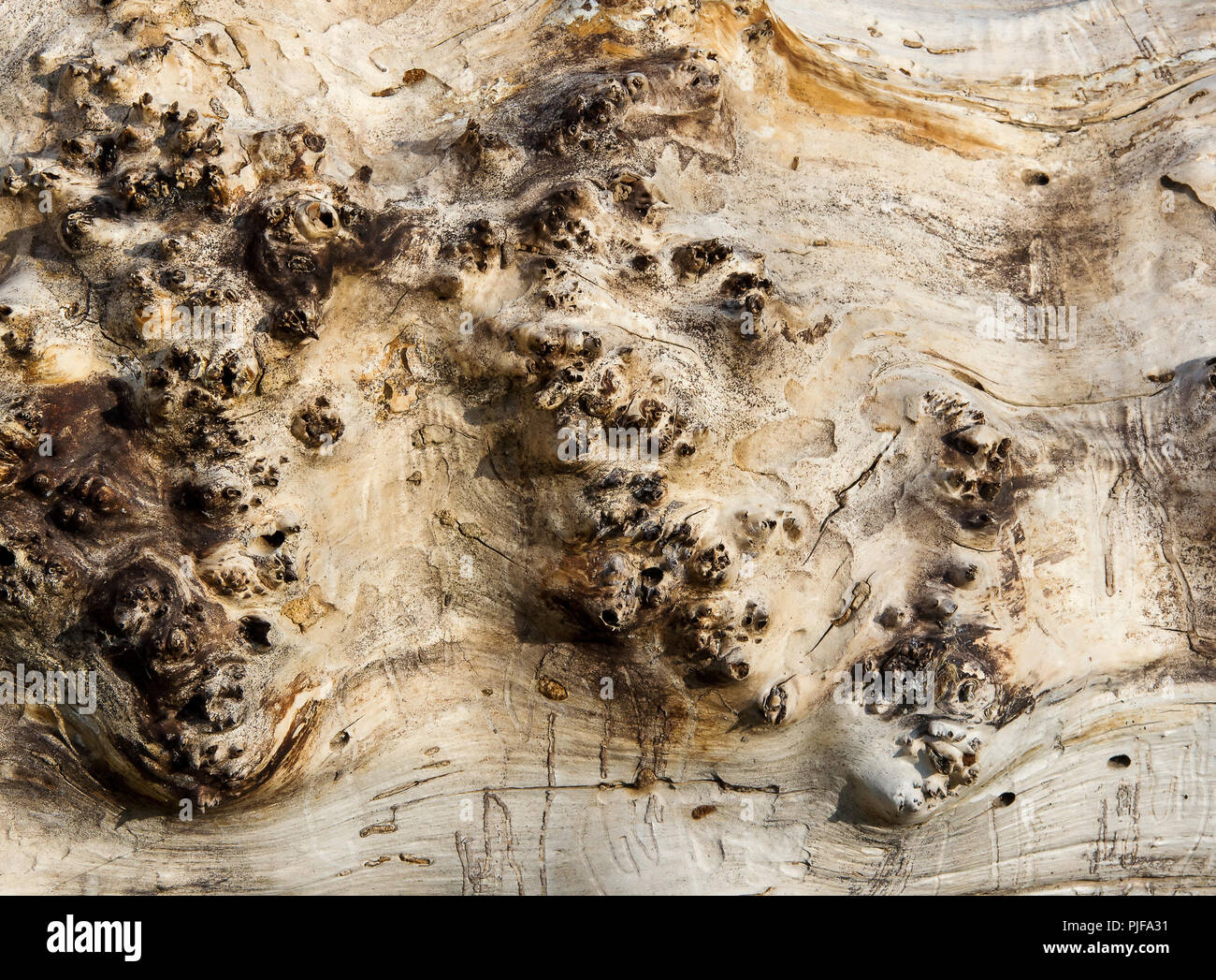 Vista superiore del log vecchi. Macro. Tronco di albero senza corteccia. Texture di legname. Sfondo naturale Foto Stock