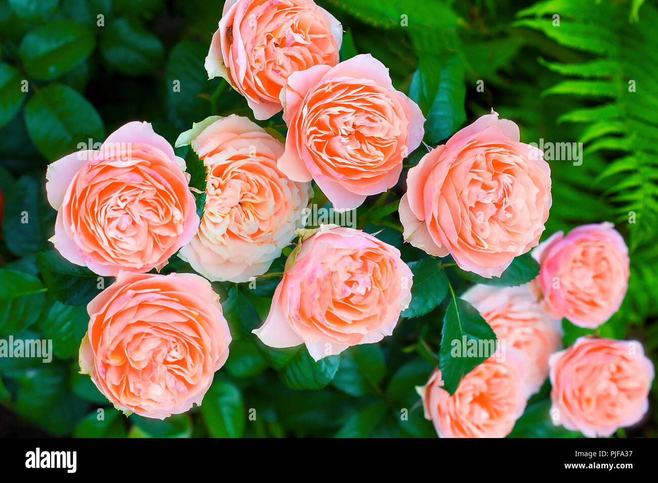 Mazzo di rose di corallo fiori che crescono nel giardino. Estate motivo floreale. Il giardinaggio. Macro. Vista superiore Foto Stock