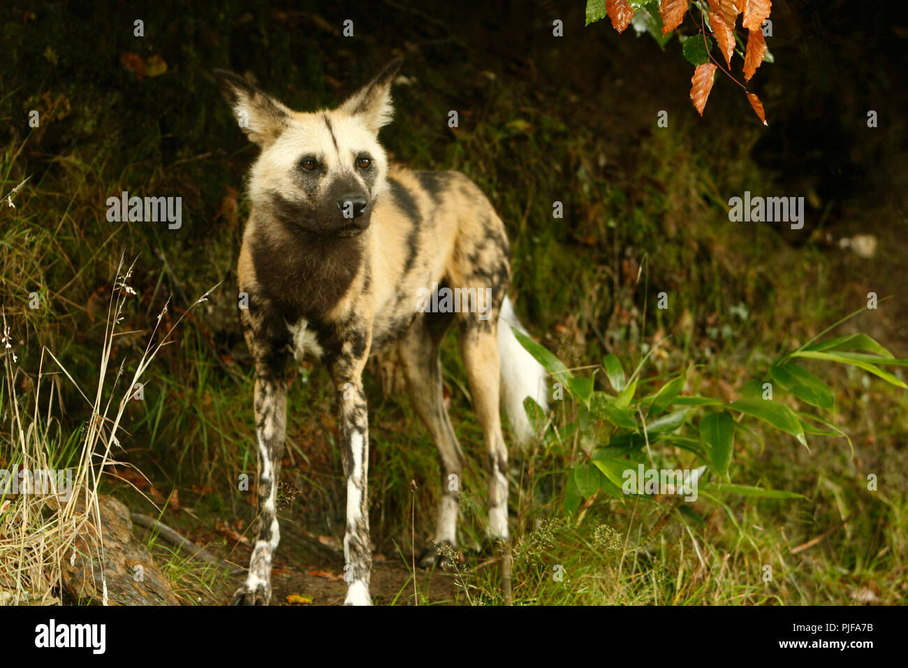 L Africano cane selvatico (Lycaon pictus), noto anche come African Hunting dog, africano dipinto di cane, dipinto di cani da caccia o dipinto di lupo Foto Stock