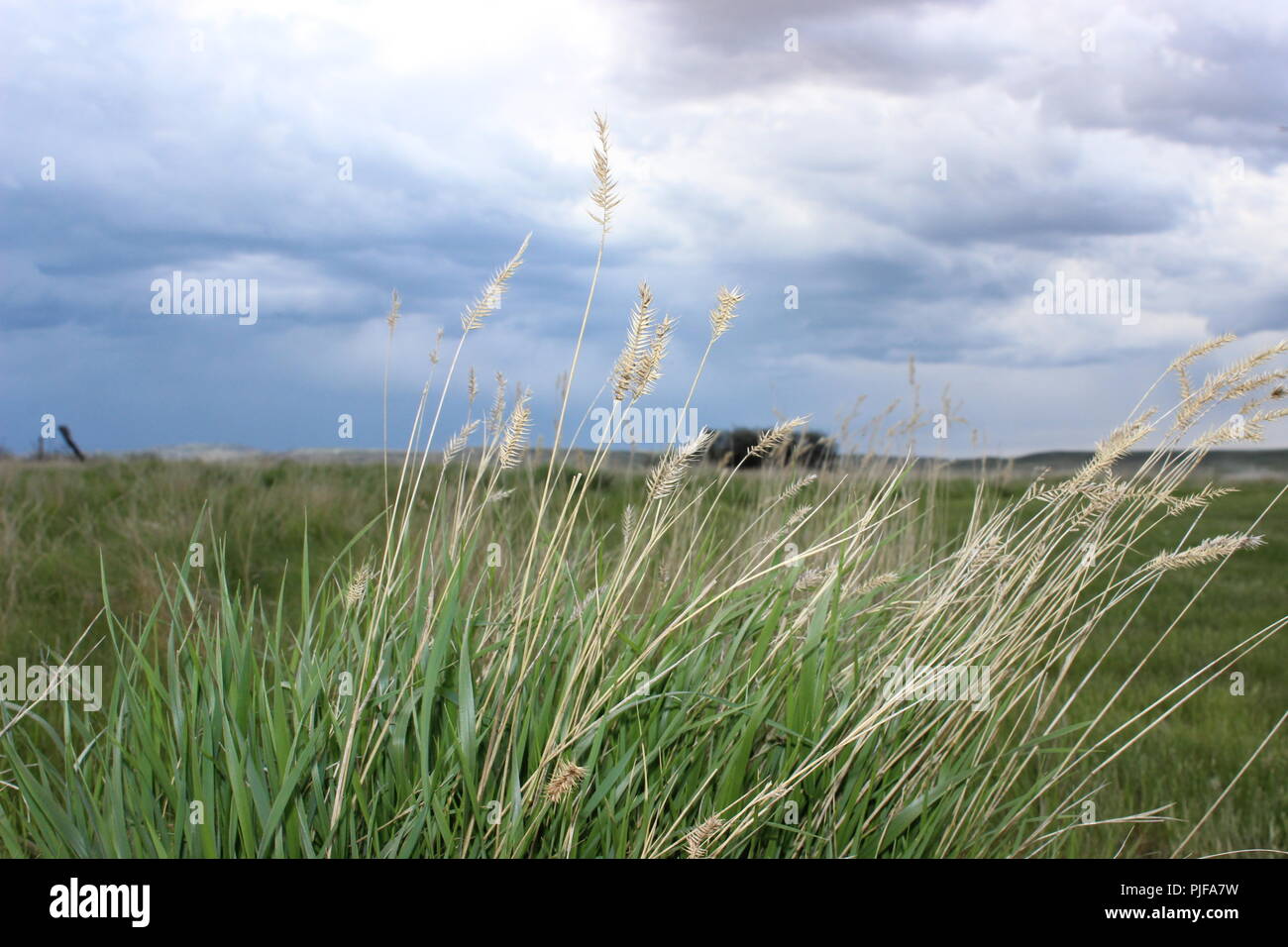 Praterie Foto Stock