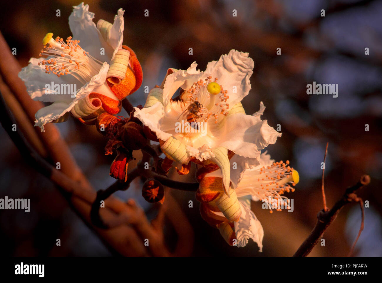 Le api raccogliere il polline dei fiori di Paineira do Cerrado, eriotheca grcilipes, eriotheca pubencens, un mellifera. Foto Stock