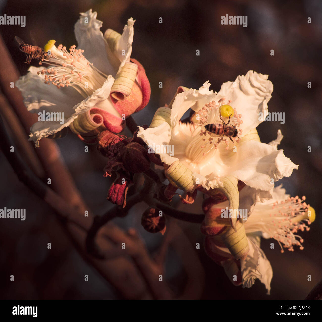 Le api raccogliere il polline dei fiori di Paineira do Cerrado, eriotheca grcilipes, eriotheca pubencens, un mellifera. Foto Stock