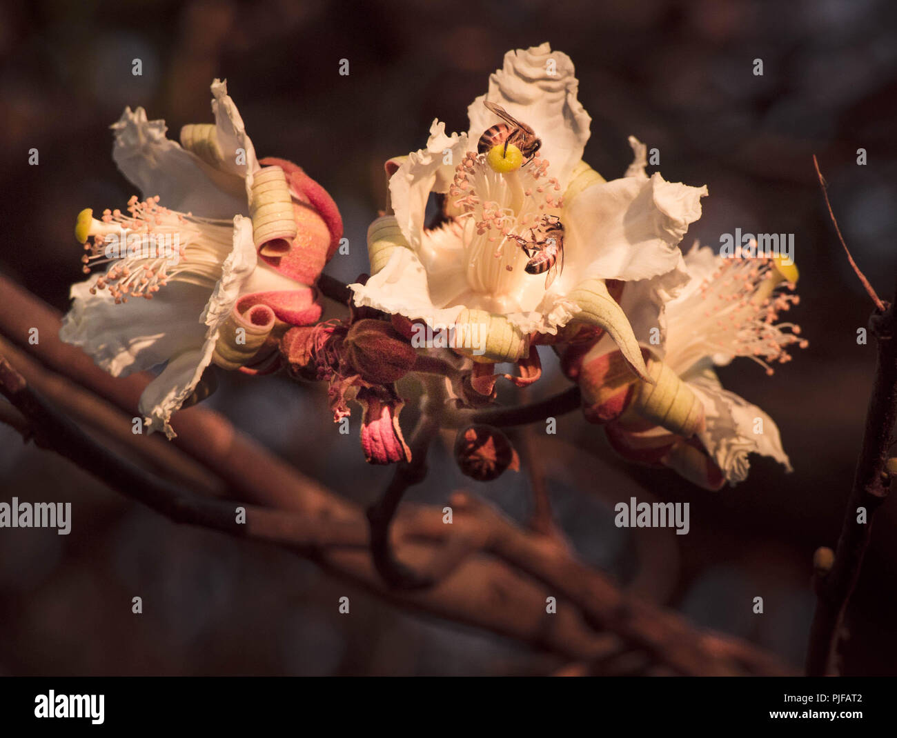 Le api raccogliere il polline dei fiori di Paineira do Cerrado, eriotheca grcilipes, eriotheca pubencens, un mellifera. Foto Stock