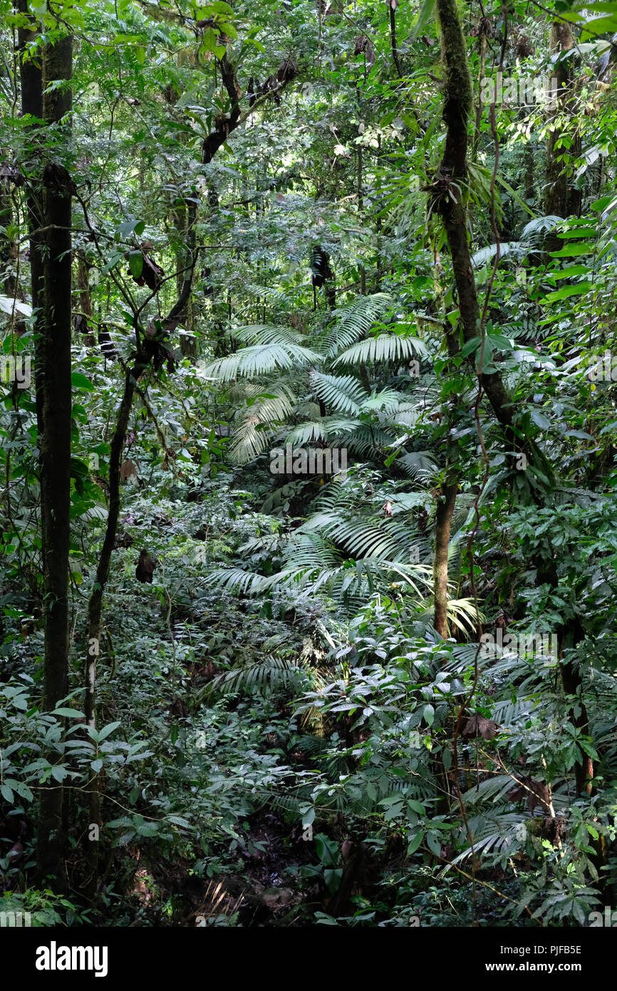 Cinquanta sfumature di verde Foto Stock