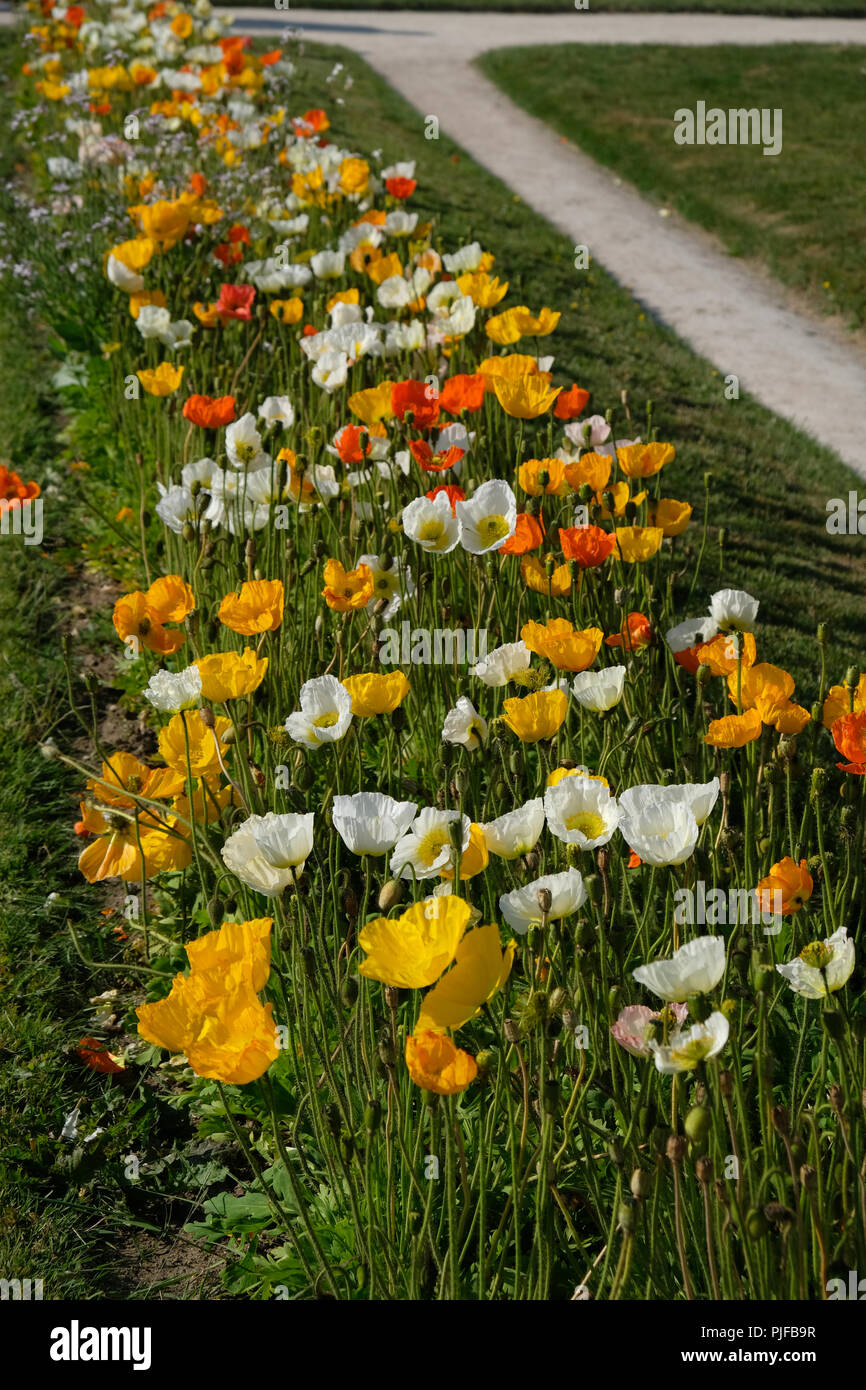 Estate fiori in un giardino Foto Stock