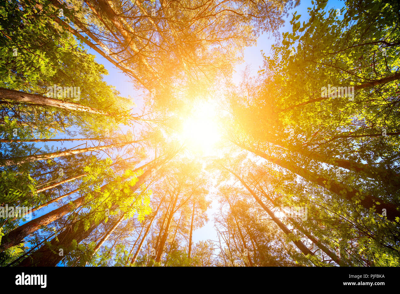 Varietà corone di alberi nella foresta di primavera contro il cielo blu con il sun. Vista inferiore degli alberi Foto Stock