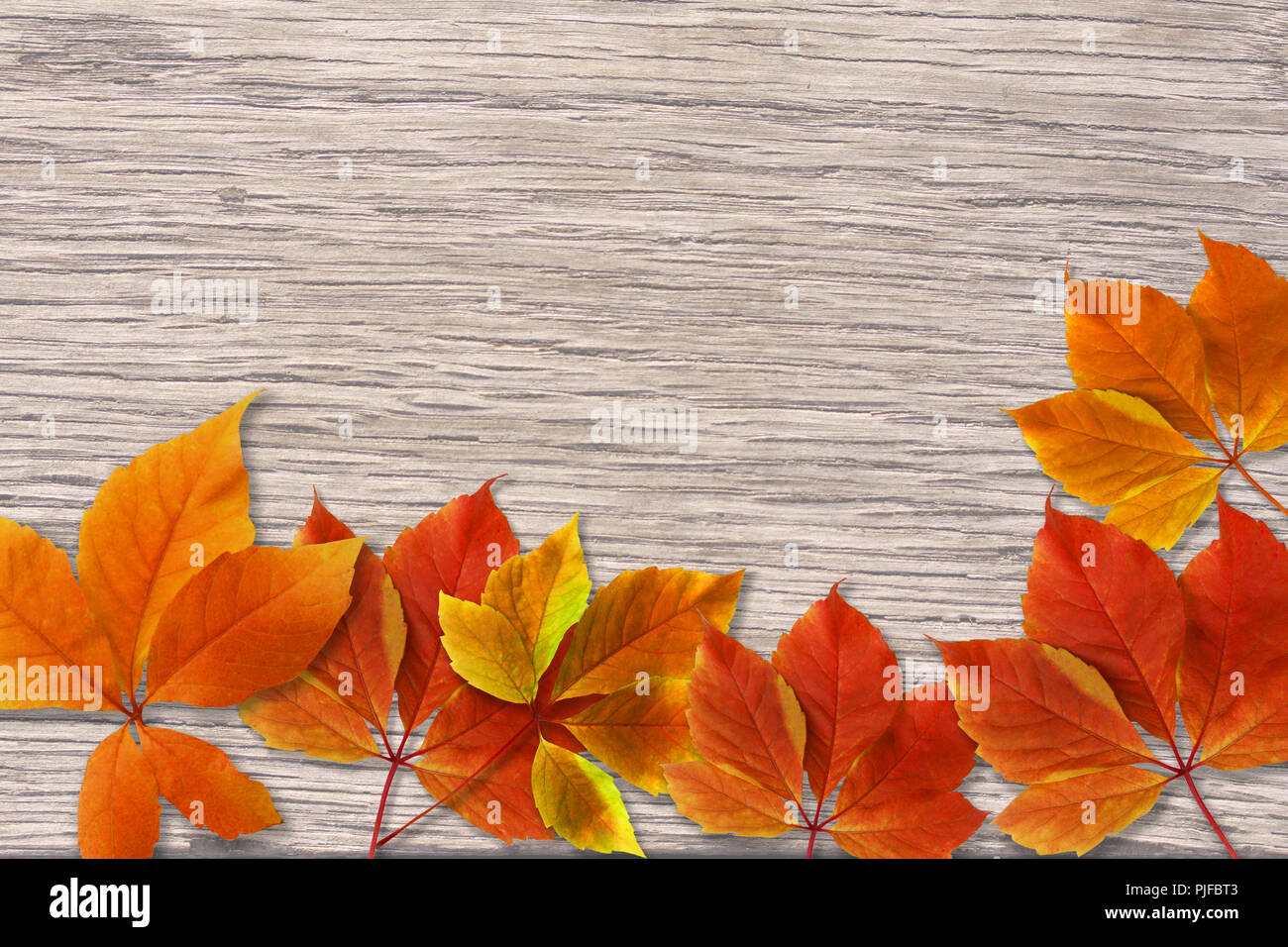 Autunno sfondo. Colorato in rosso e arancione caduta foglie su uno sfondo di legno con copia spazio per la scrittura Foto Stock