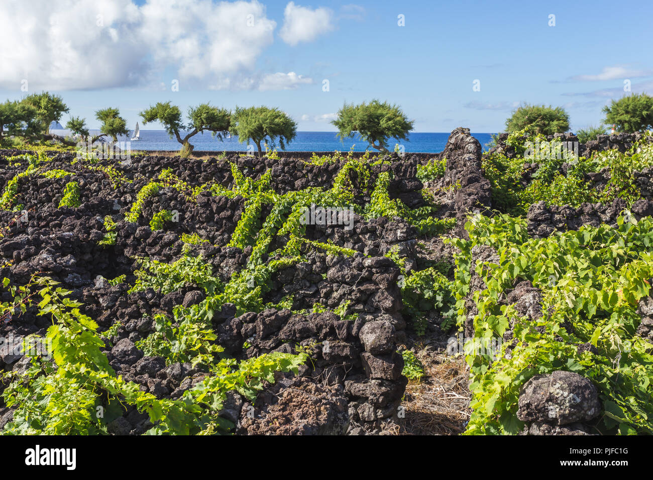 Vigneto tradizionale paesaggio dell'isola di Pico, Azzorre, Portogallo Foto Stock
