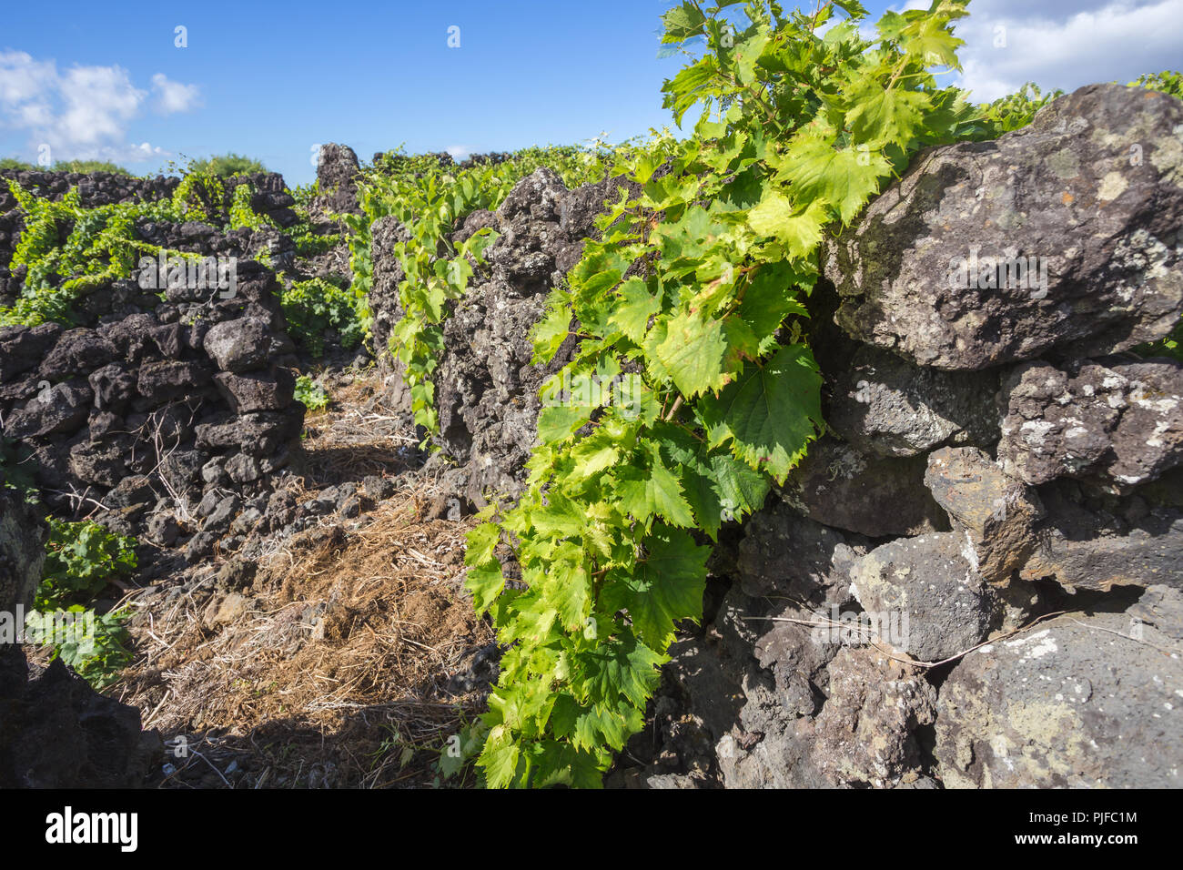 Vigneto tradizionale paesaggio dell'isola di Pico, Azzorre, Portogallo Foto Stock
