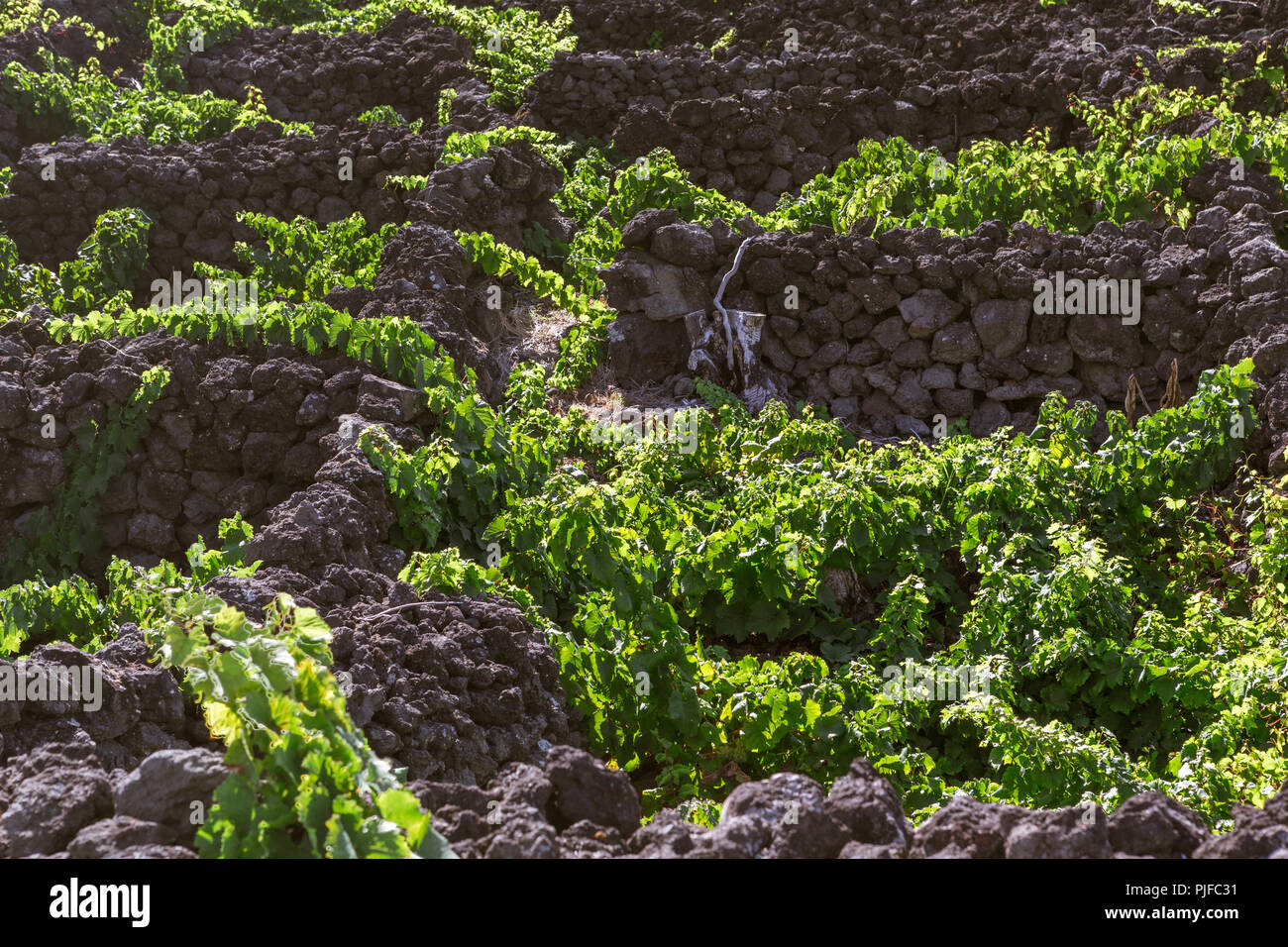Vigneto tradizionale paesaggio dell'isola di Pico, Azzorre, Portogallo Foto Stock