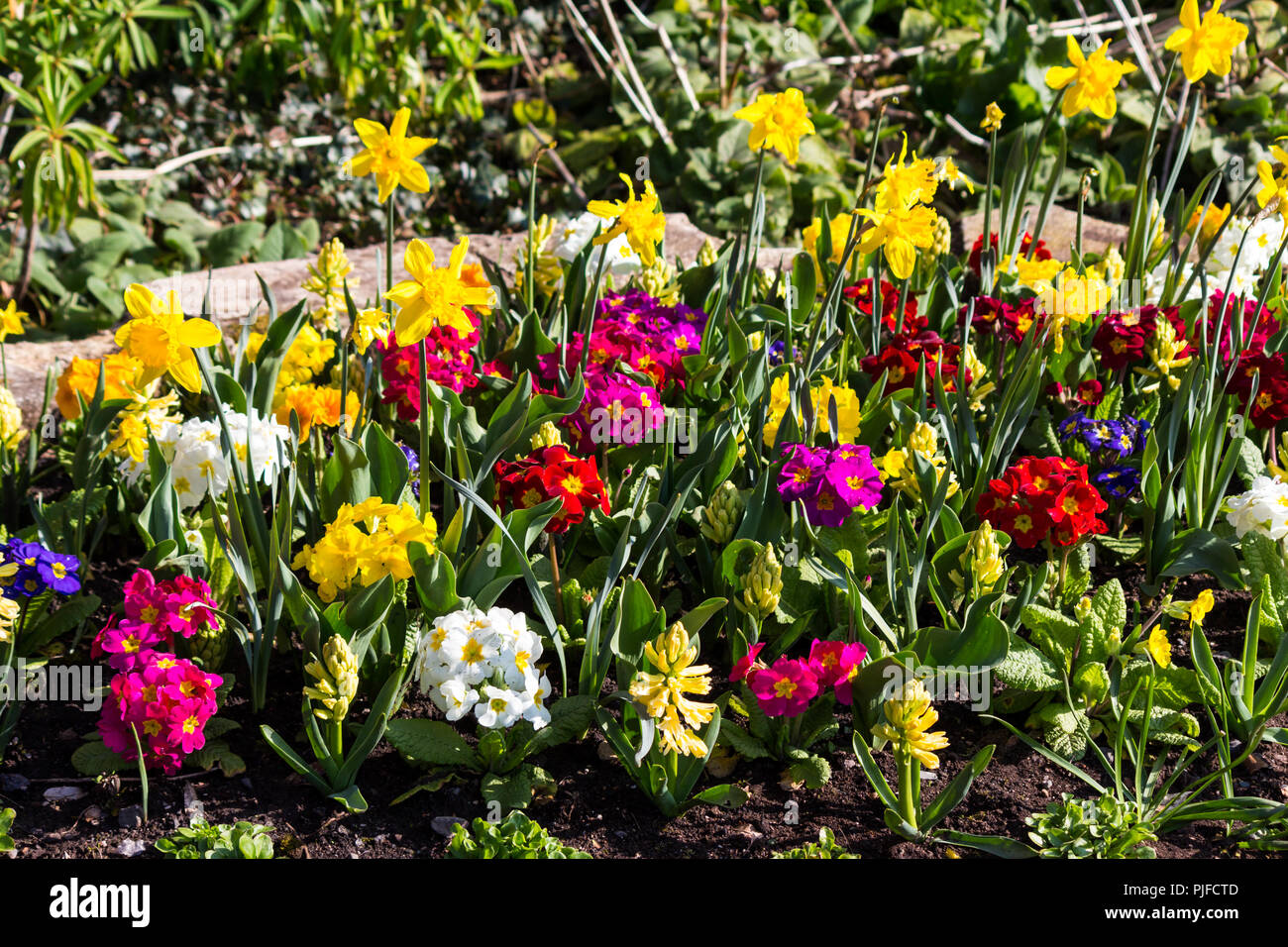 Aiuola di fiori colorati Foto Stock