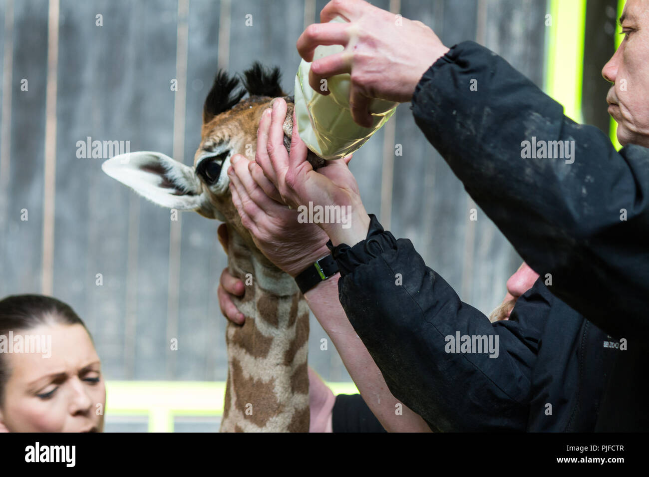 I custodi del giardino zoologico allattare il tuo bambino la Giraffa, lo zoo di Belfast, N.Irlanda. Foto Stock