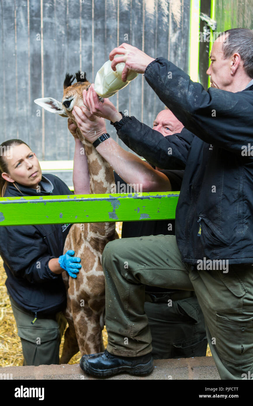 I custodi del giardino zoologico allattare il tuo bambino la Giraffa, lo zoo di Belfast, N.Irlanda. Foto Stock