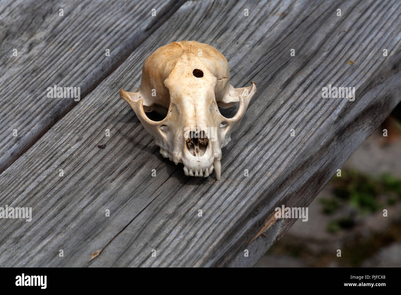 Un close-up immagine della metà superiore di una sbiancata, animali carnivori del cranio giacente su un grigio, weathered pensione in Maryville, Tennessee. Foto Stock