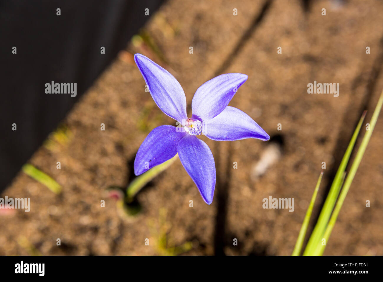 Blue China Orchid Yarloop Foto Stock