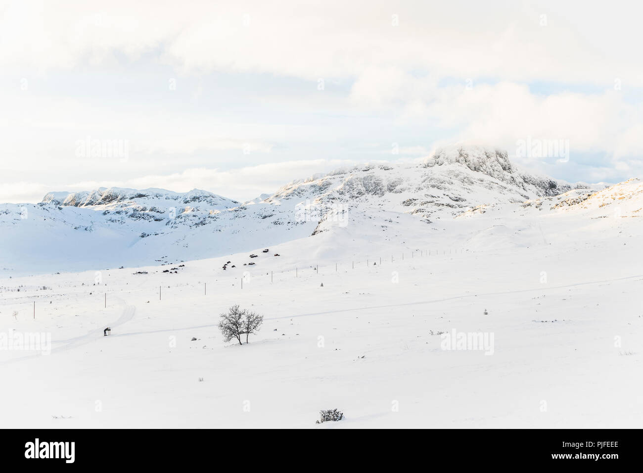 Sciatore in una coperta di neve paesaggio di montagna in Beitoslølen Norvegia Foto Stock