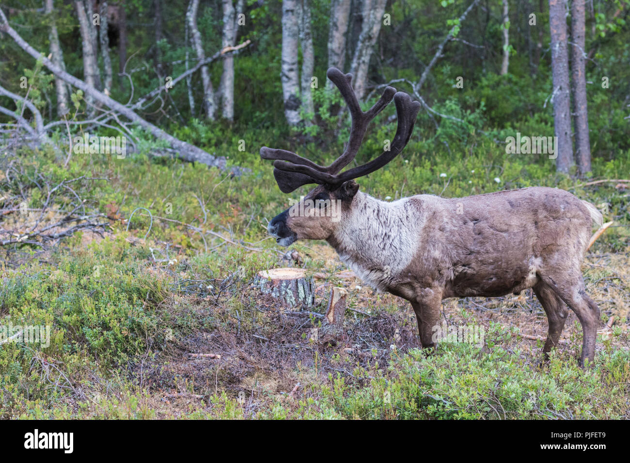 La renna, Rangifer tarandus passeggiate in foresta, aventi grandi corna di cervo, Gällivare county, Lapponia svedese, Svezia Foto Stock