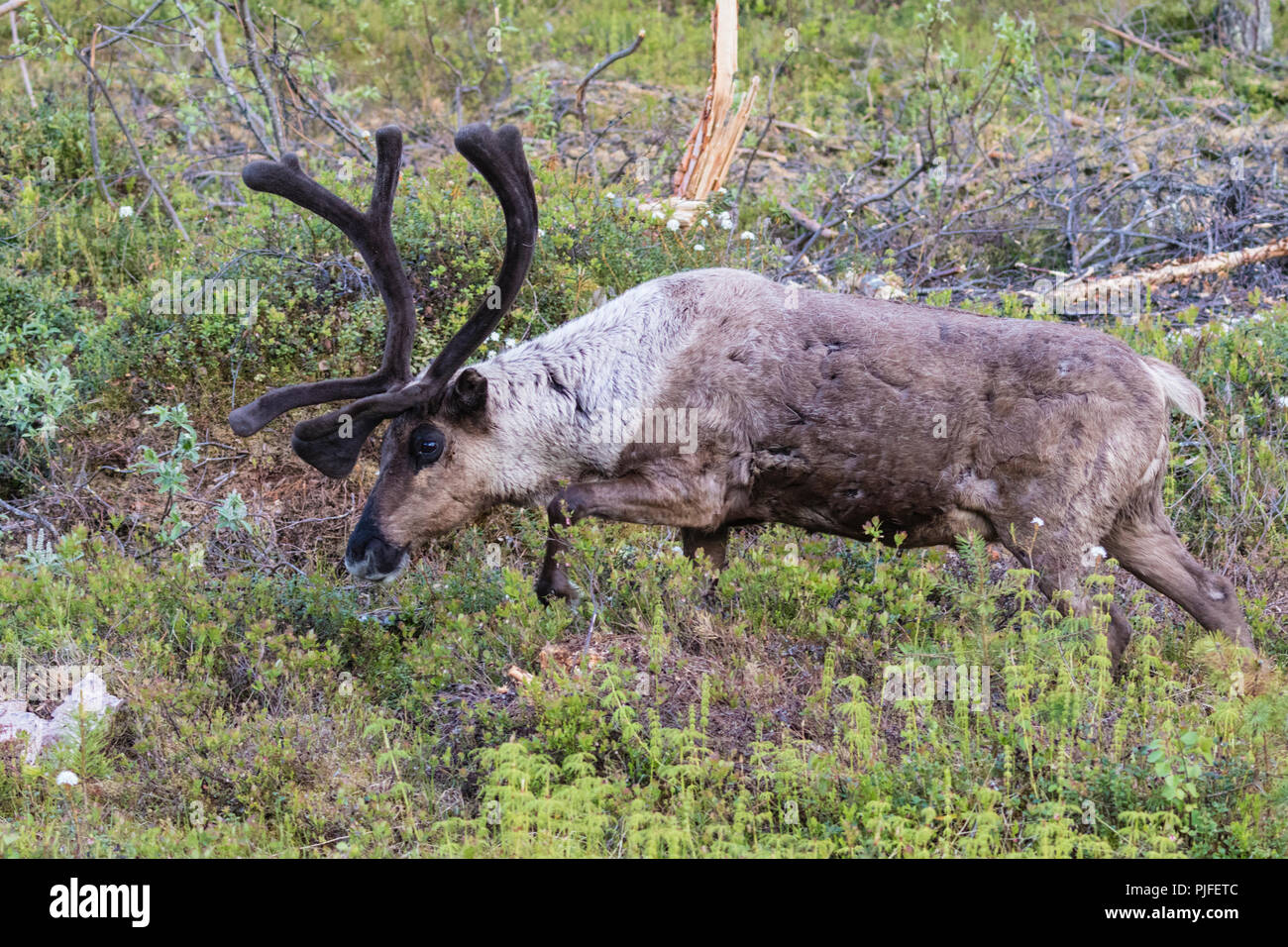 La renna, Rangifer tarandus passeggiate in foresta, aventi grandi corna di cervo, Gällivare county, Lapponia svedese, Svezia Foto Stock