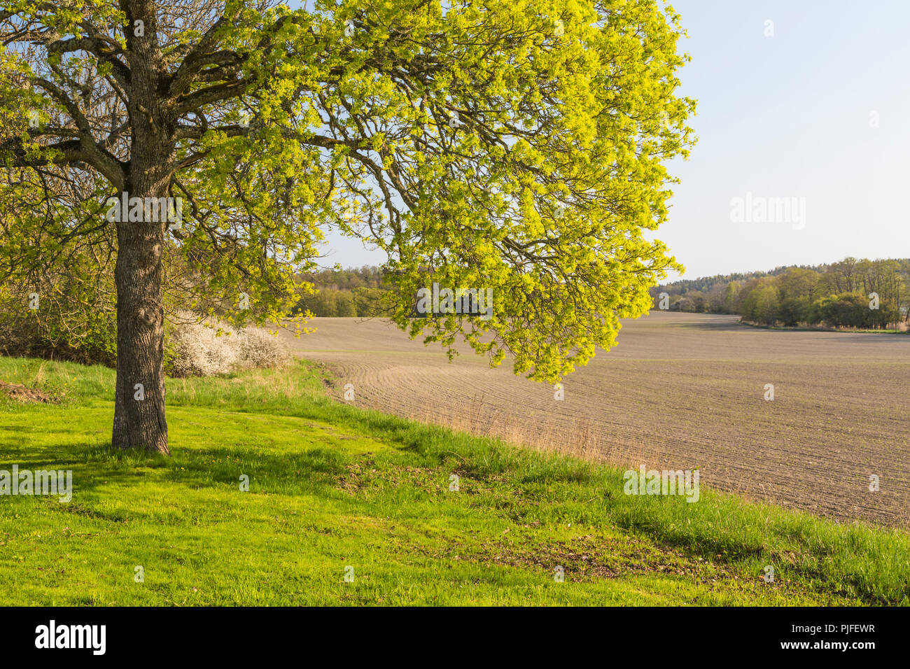 Oak tree in un campo nella stagione primaverile, Södermanland, Svezia Foto Stock