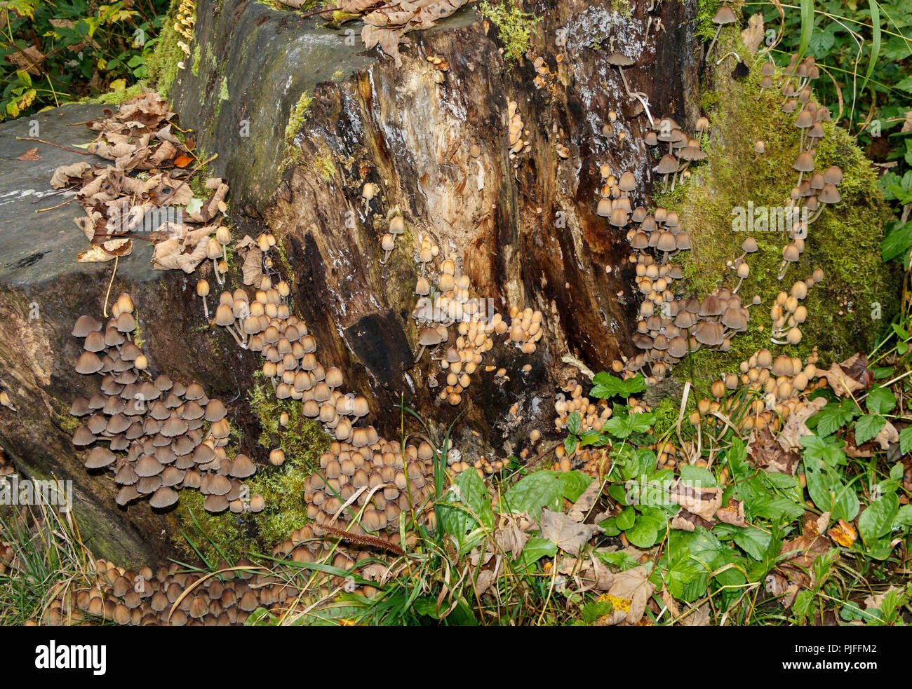 Un funghi, scintillanti di copertura di inchiostro, Coprinus micaceus, crescendo su vecchi ceppi di alberi in condizioni umide. North Yorkshire, Regno Unito. Foto Stock