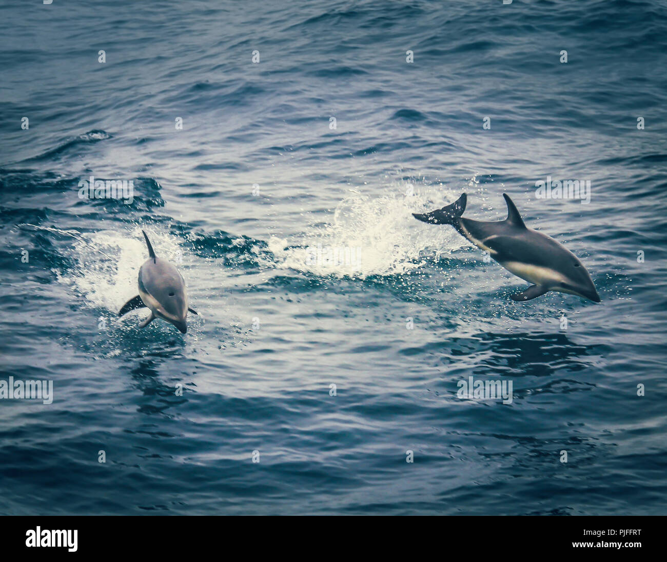 Dusky i delfini nuotare a fianco l'imbarcazione durante una crociera avvistamento balene nell'Oceano Pacifico off Kaikoura, Isola del Sud, Nuova Zelanda Foto Stock