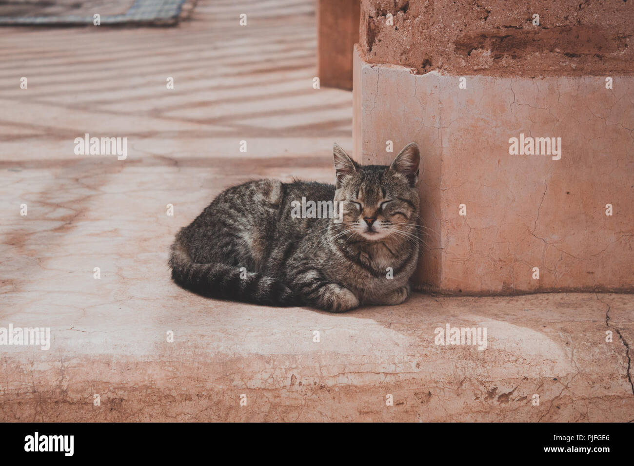 Gatto di sonno Foto Stock