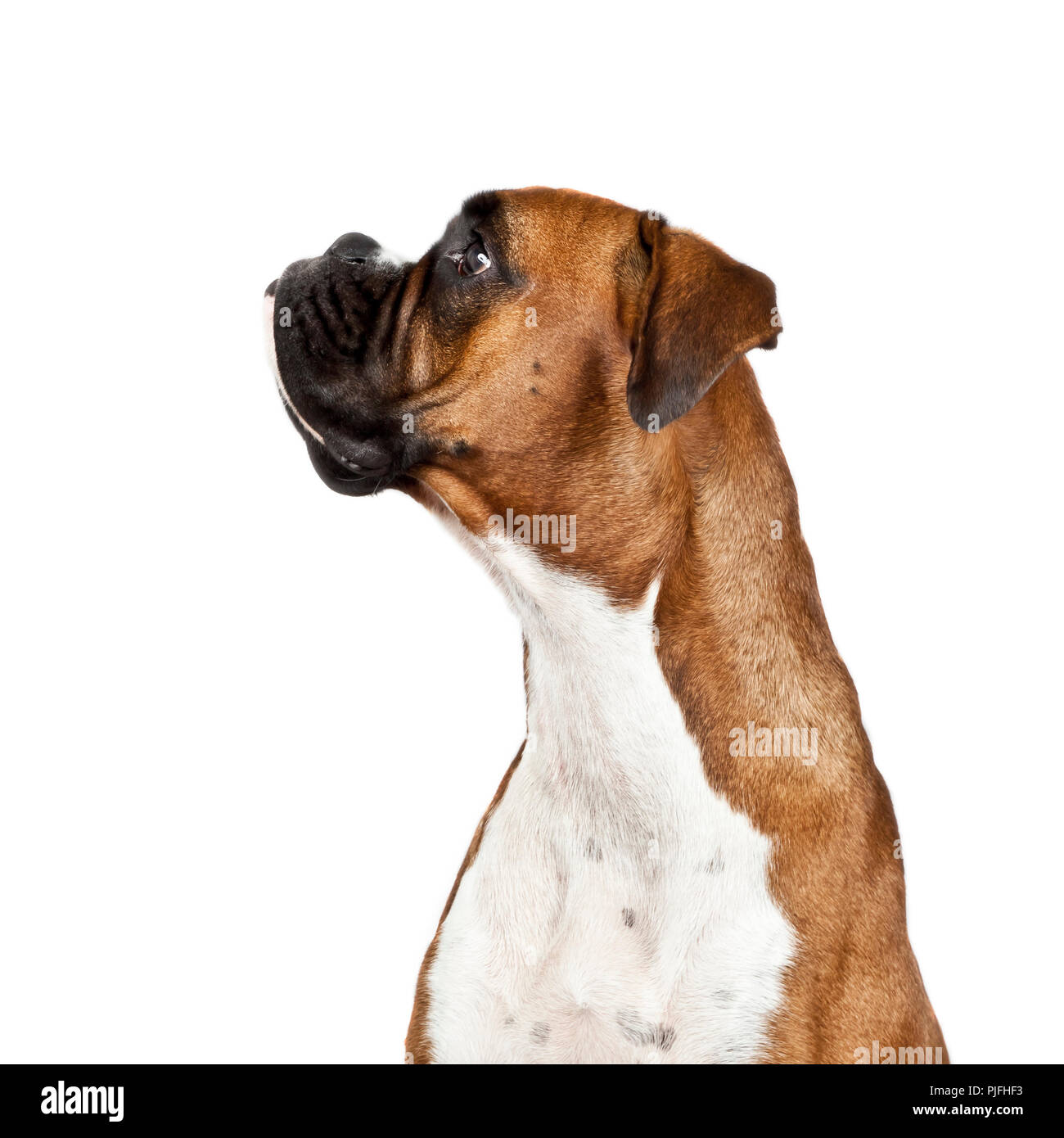 L' immagine di un cane Boxer tedesco Foto Stock
