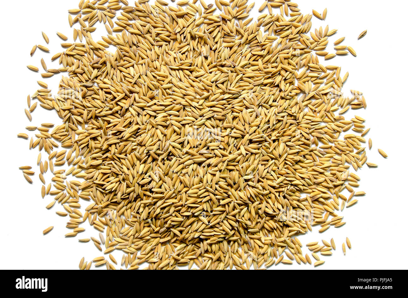 Vista dall'alto di risone e di sementi di riso sul pavimento, lo sfondo e la carta da parati pila di risone, Close-up di riso marrone grano e riso pila. Foto Stock