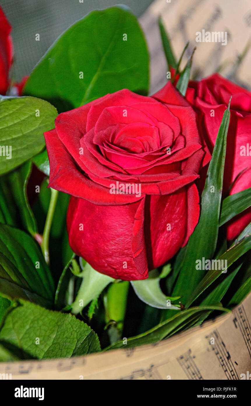 Red Rose fiore close up, pattern petali e foglie verdi. Foto Stock