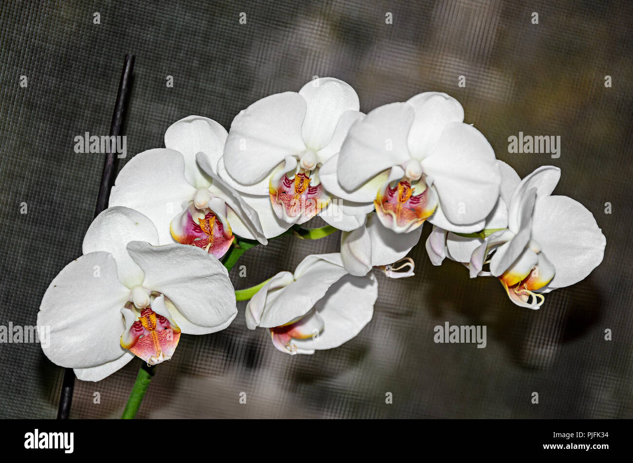 White Orchid close-up di fiori di diramazione, Phalaenopsis noto come falena orchidee. Foto Stock