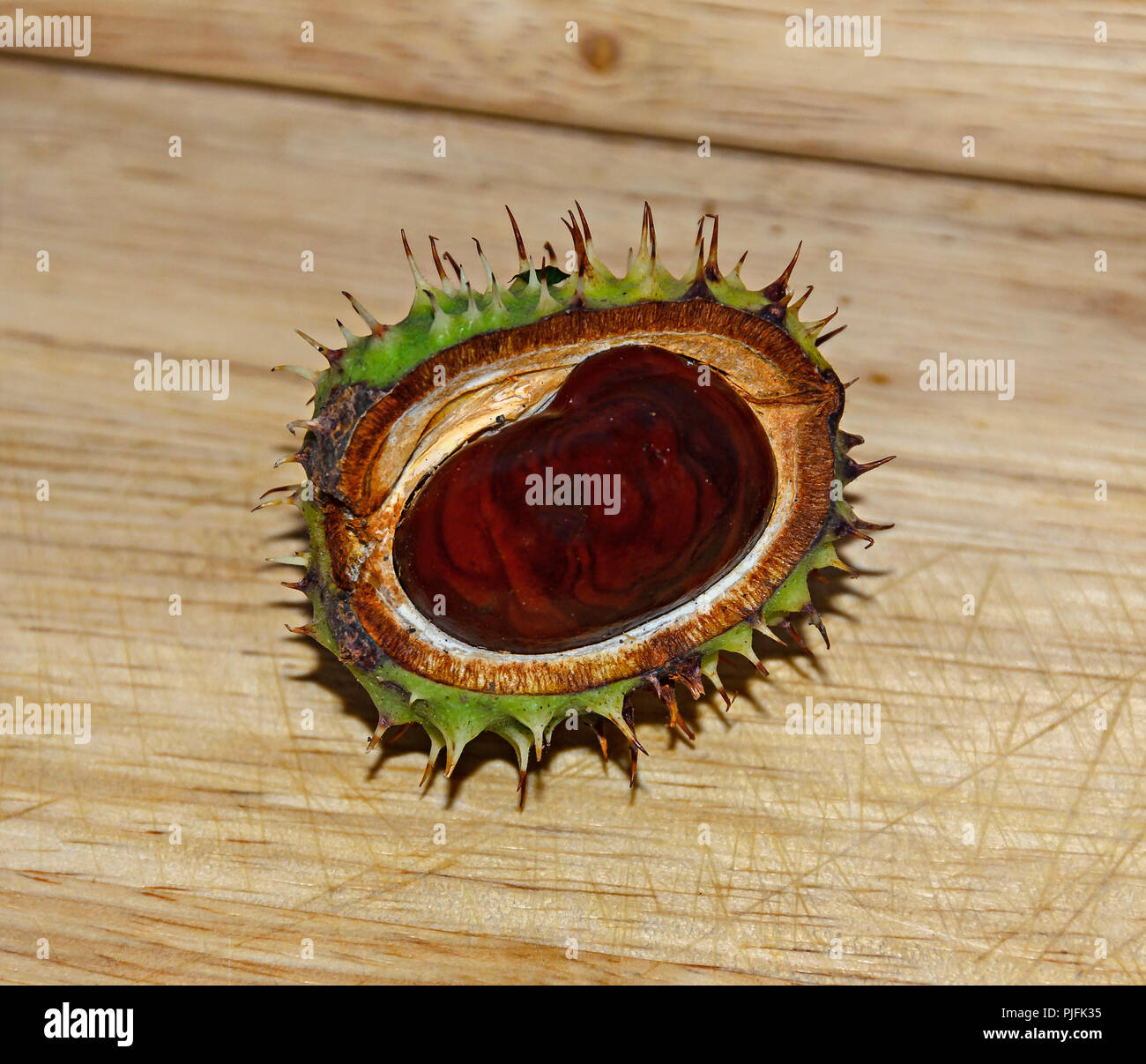Marrone castagna close up con spike coperchio verde, sfondo di legno. Foto Stock