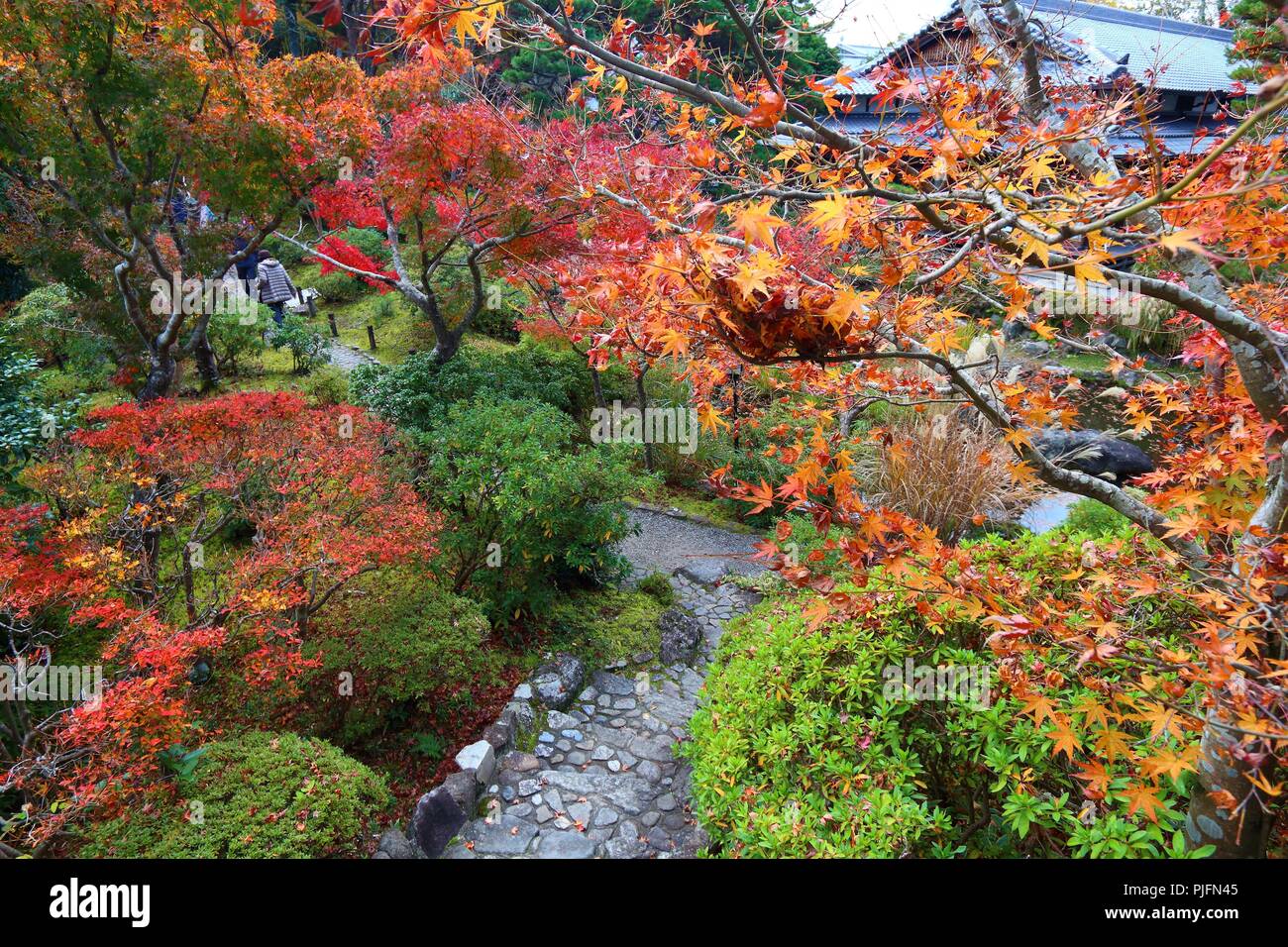 Il fogliame di autunno moss garden in Giappone - rosso momiji foglie (acero) in un giardino giapponese del tè di Yoshikien, Nara, Giappone. Foto Stock