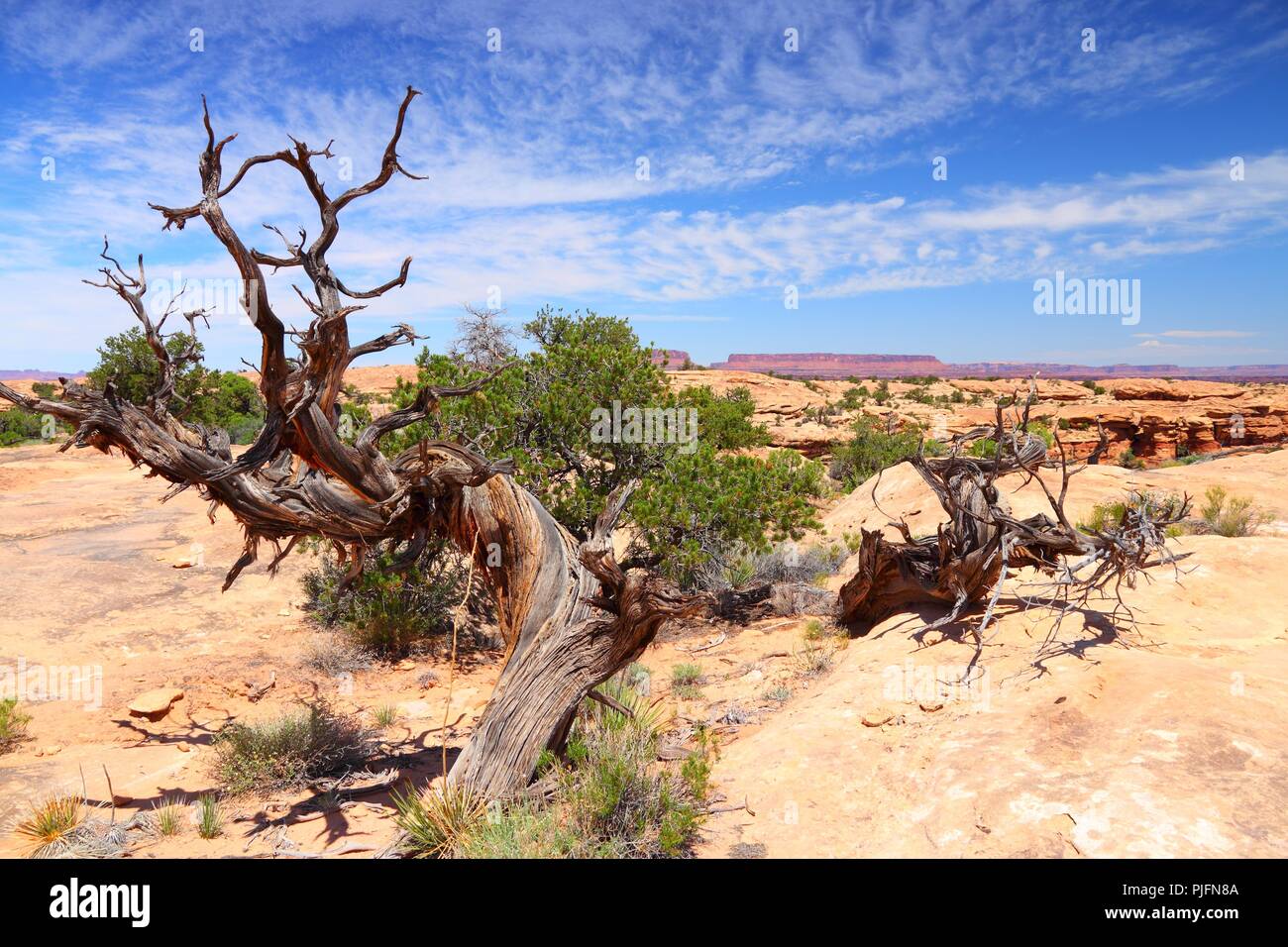 Il Parco Nazionale di Canyonlands in Utah, Stati Uniti d'America. Island in the Sky distretto. Foto Stock