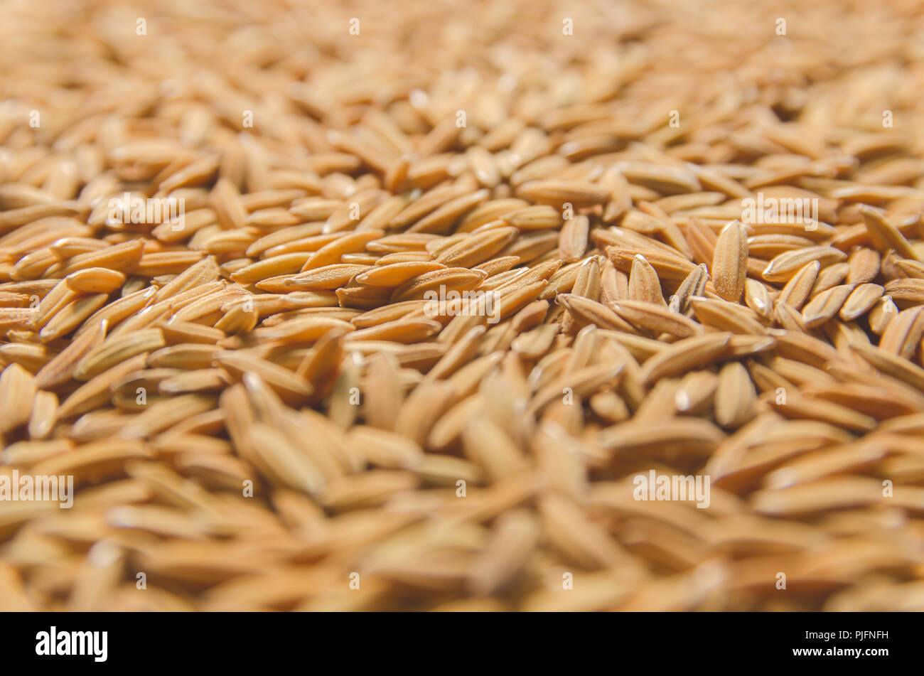 Vista dall'alto di risone e di sementi di riso sul pavimento, lo sfondo e la carta da parati pila di risone di sementi, Close-up di riso bruno grana. Foto Stock