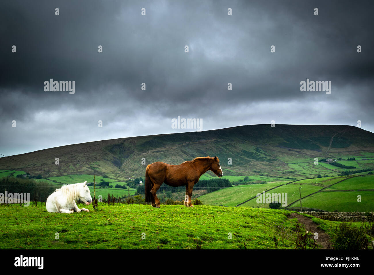 Pendle Hill cavalli Foto Stock