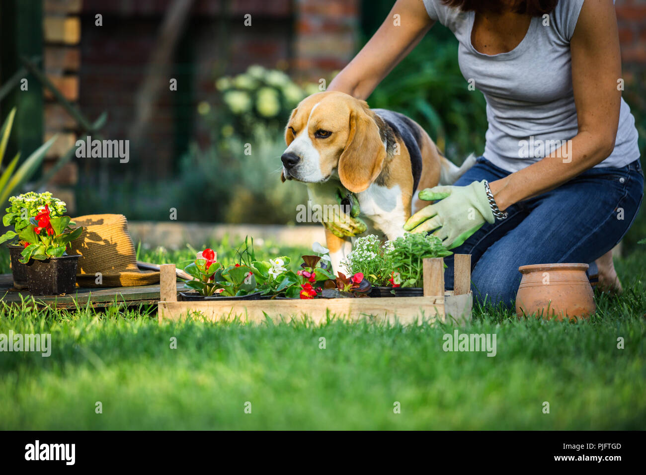 Età media della donna con il suo cane nel cortile facendo qualche giardinaggio Foto Stock