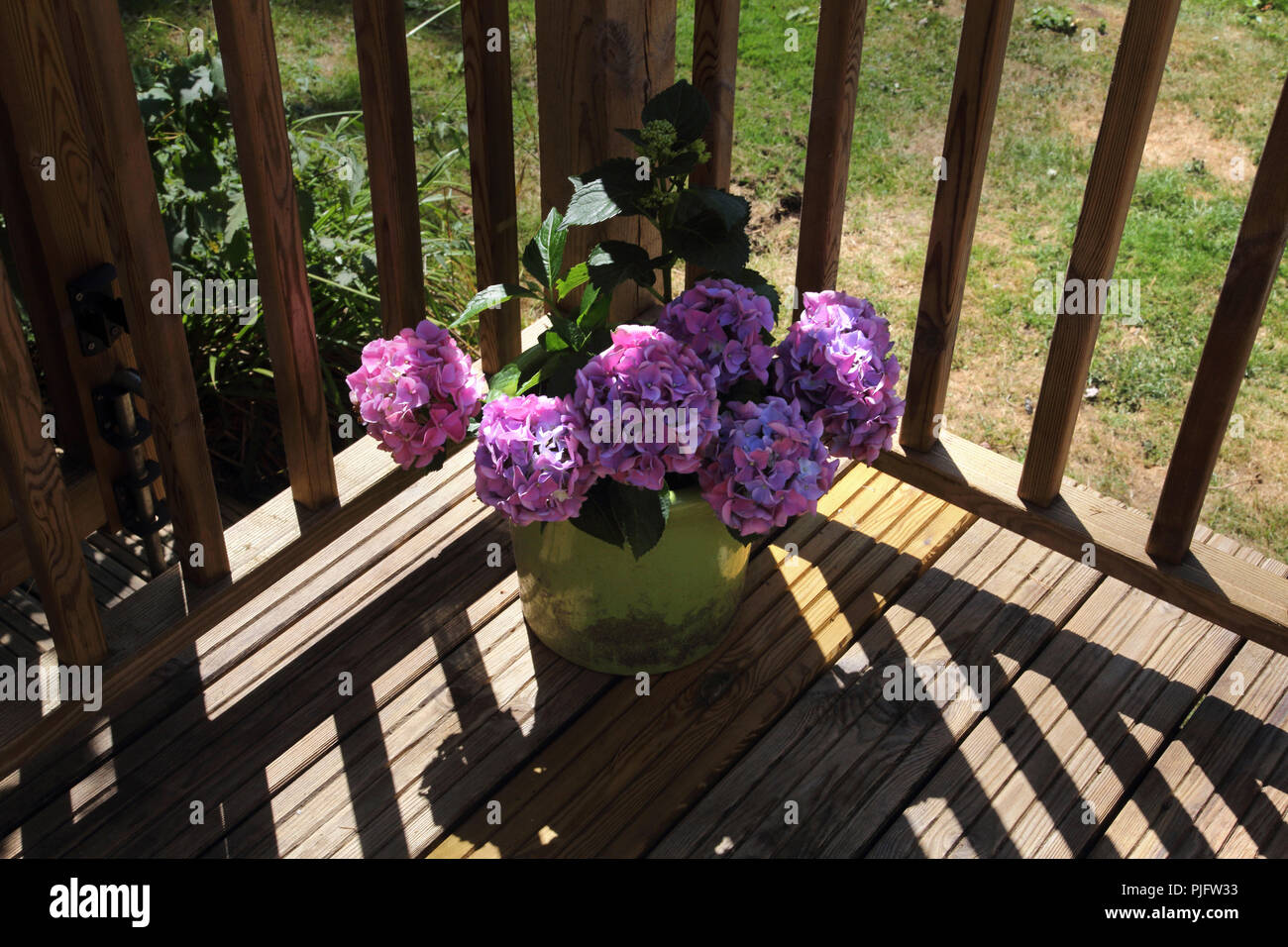 Le Ortensie su Decking in giardino Gillingham Dorset Inghilterra Foto Stock