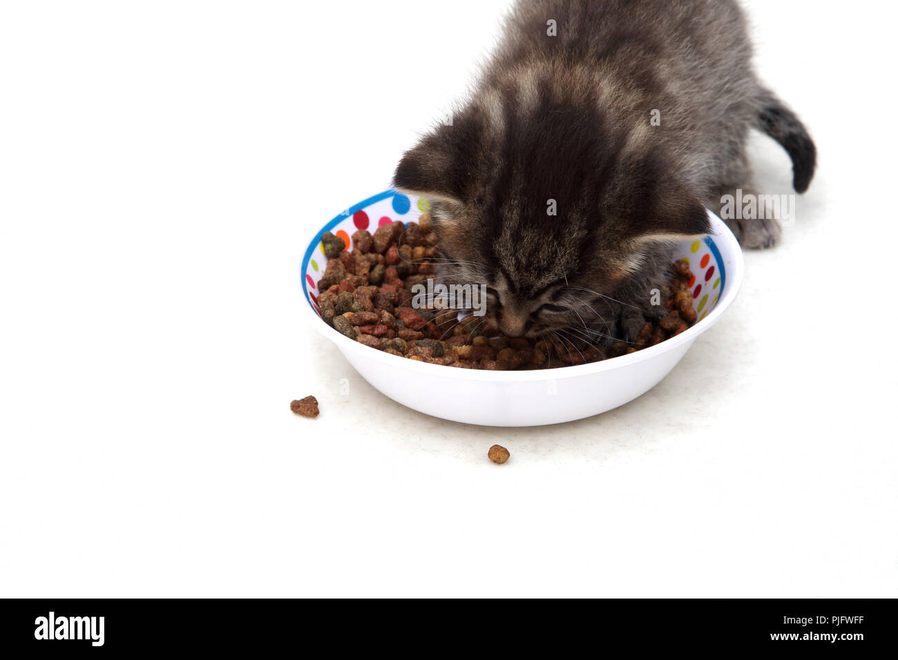 Tabby Kitten mangiare cibo essiccato da una ciotola Foto Stock
