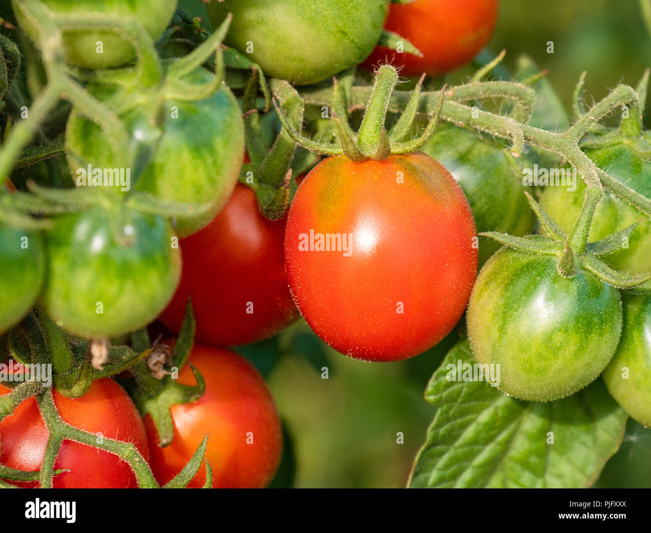 Il rosso e il verde di pomodori ciliegini in giardino Foto Stock