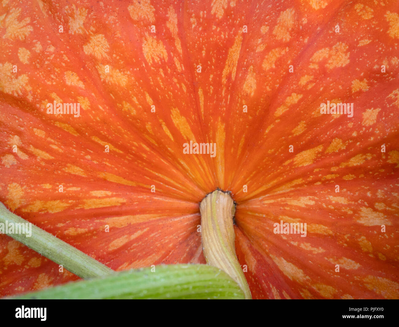 Arancione zucca texture. Close up Foto Stock