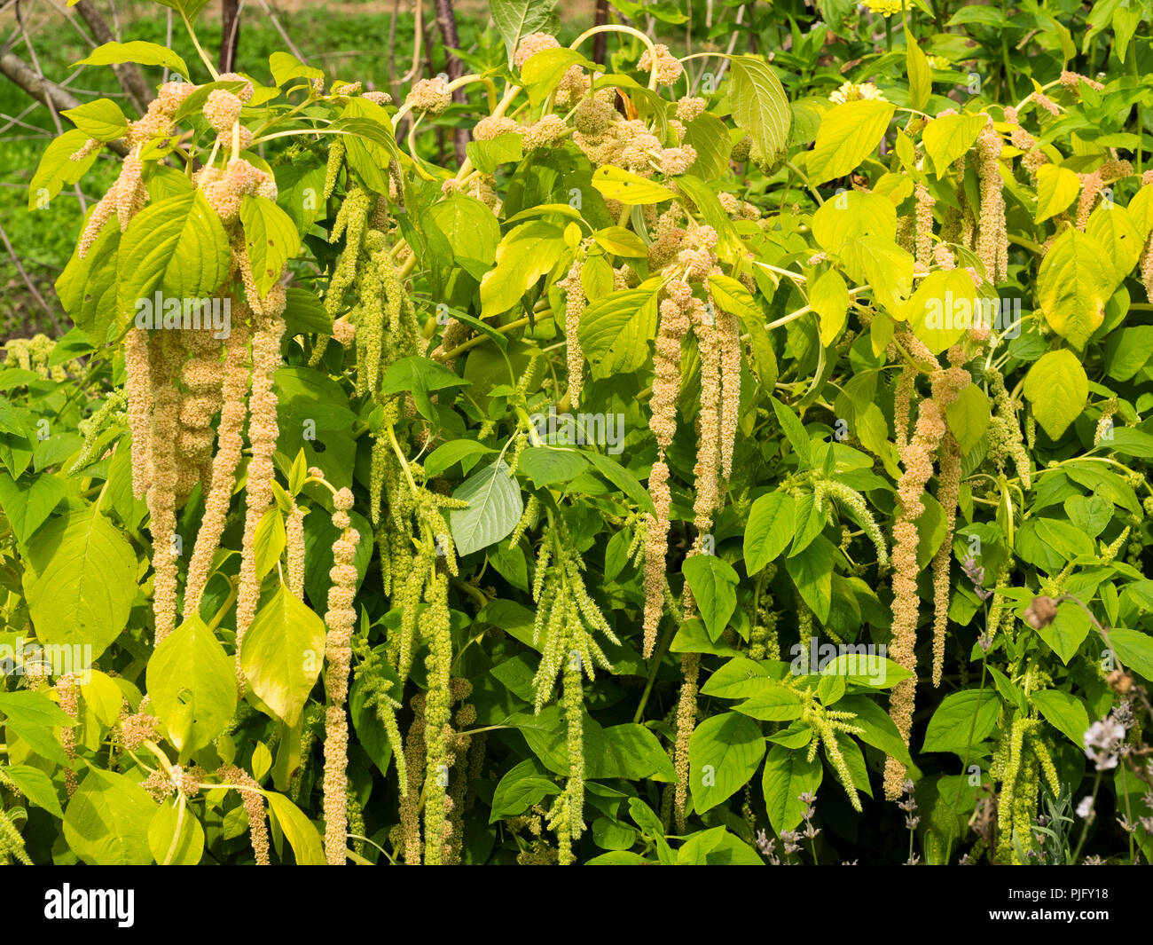 Fading verde al giallo fiore nappe di amore si trova lo spurgo, una biancheria da letto estivo annuale, Amaranthus caudatus "Viridis' Foto Stock