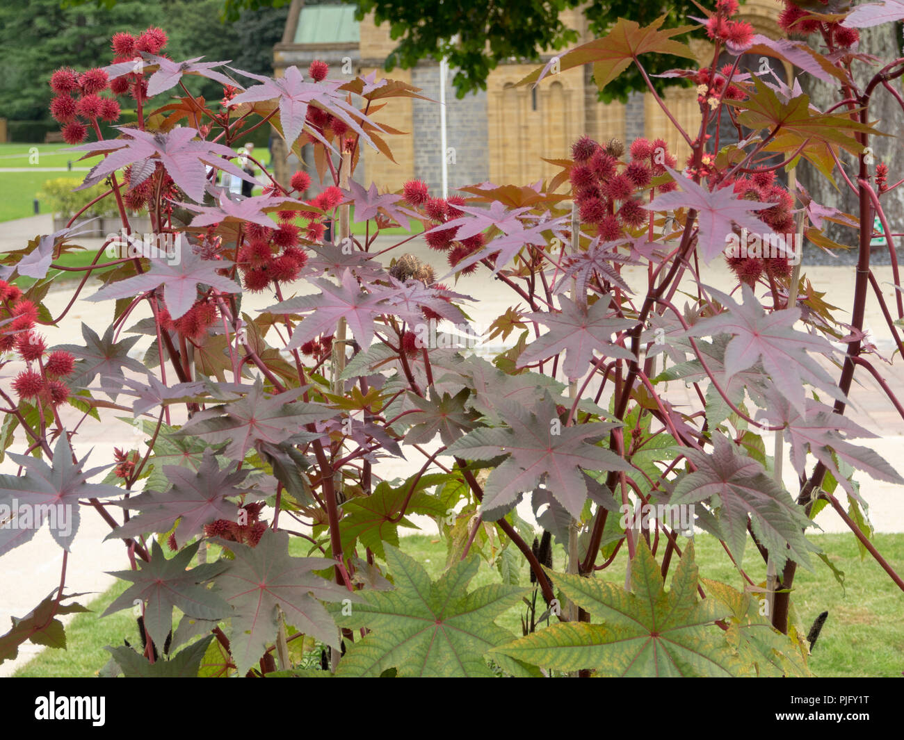 Rosso fogliame di bronzo e coccolone seedheads rosso dell'olio di ricino pianta, Ricinus communis 'Purpurea' Foto Stock