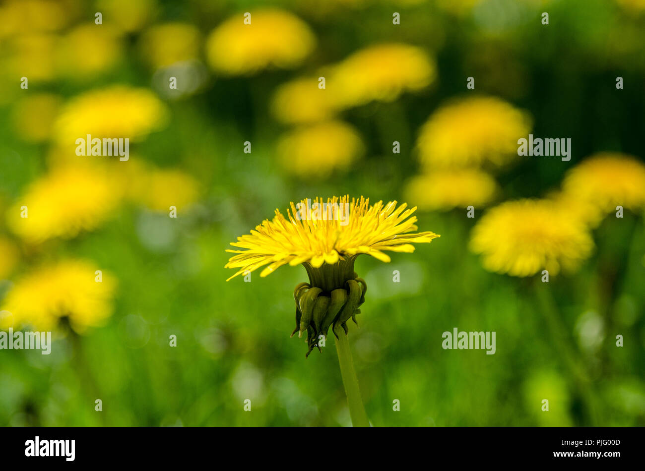 Dandeliions trovato crescente Pinhey al punto del patrimonio di proprietà e del Parco Foto Stock