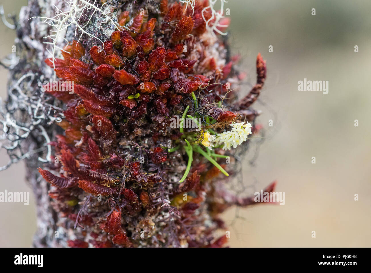 Fiori colorati di orchidee nativo negli altipiani centrali del Papua, Indonesia. Foto Stock