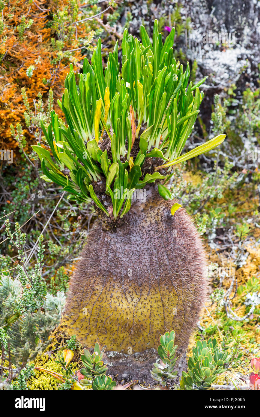 Impianto di Ant (Myrmecodia sp.), una strana pianta nativa per gli altipiani centrali del Papua, Indonesia. Foto Stock