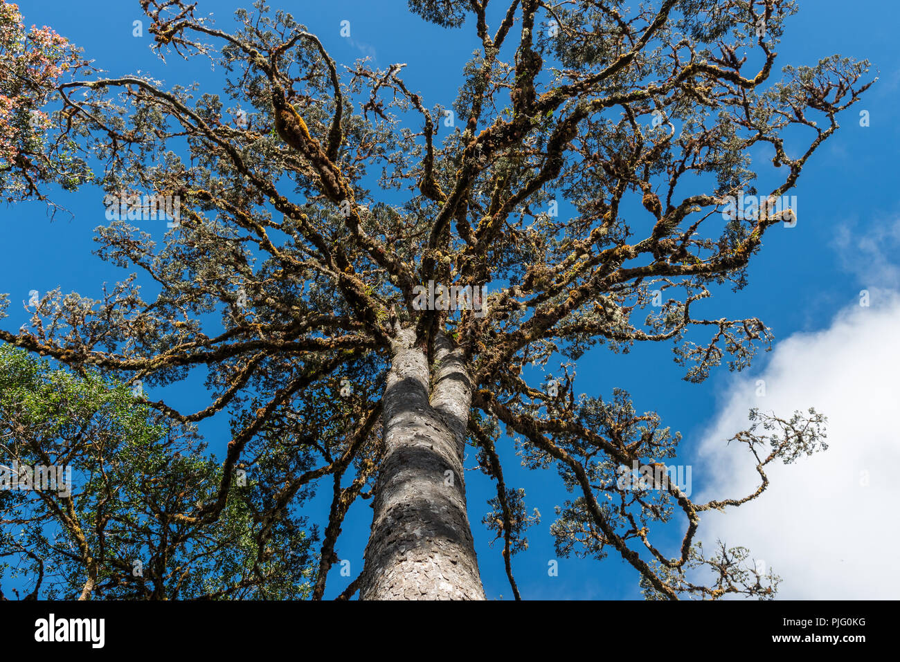 Corona gigante di un albero contro il cielo blu. Papua, Indonesia. Foto Stock