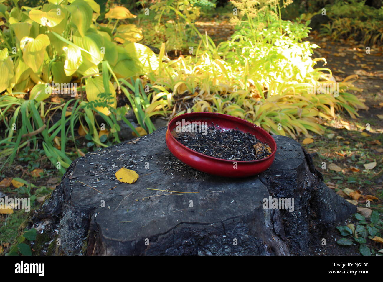 Il cappuccio del mozzo Bird Feeder Foto Stock