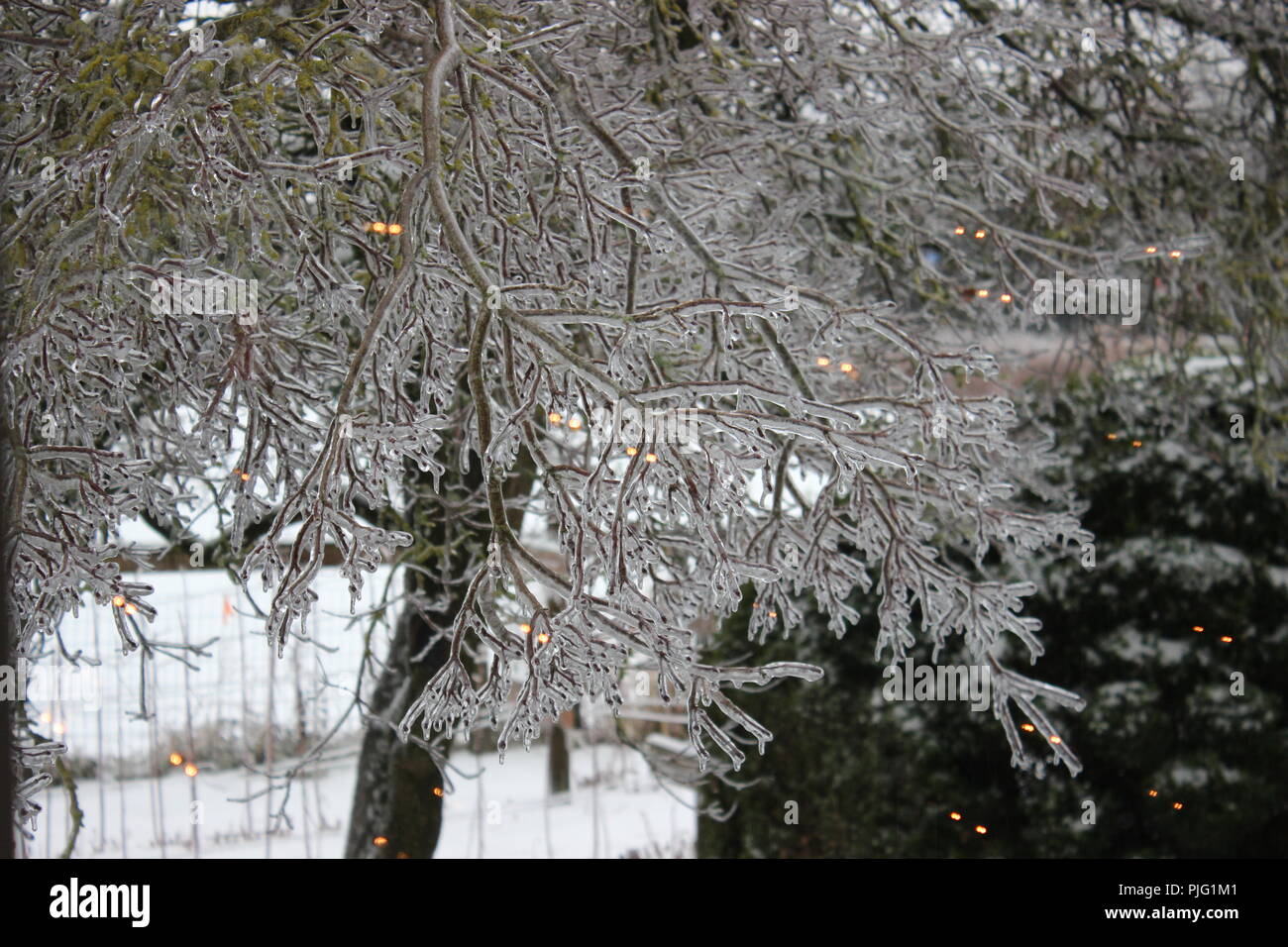 Alberi in tempesta di ghiaccio Foto Stock