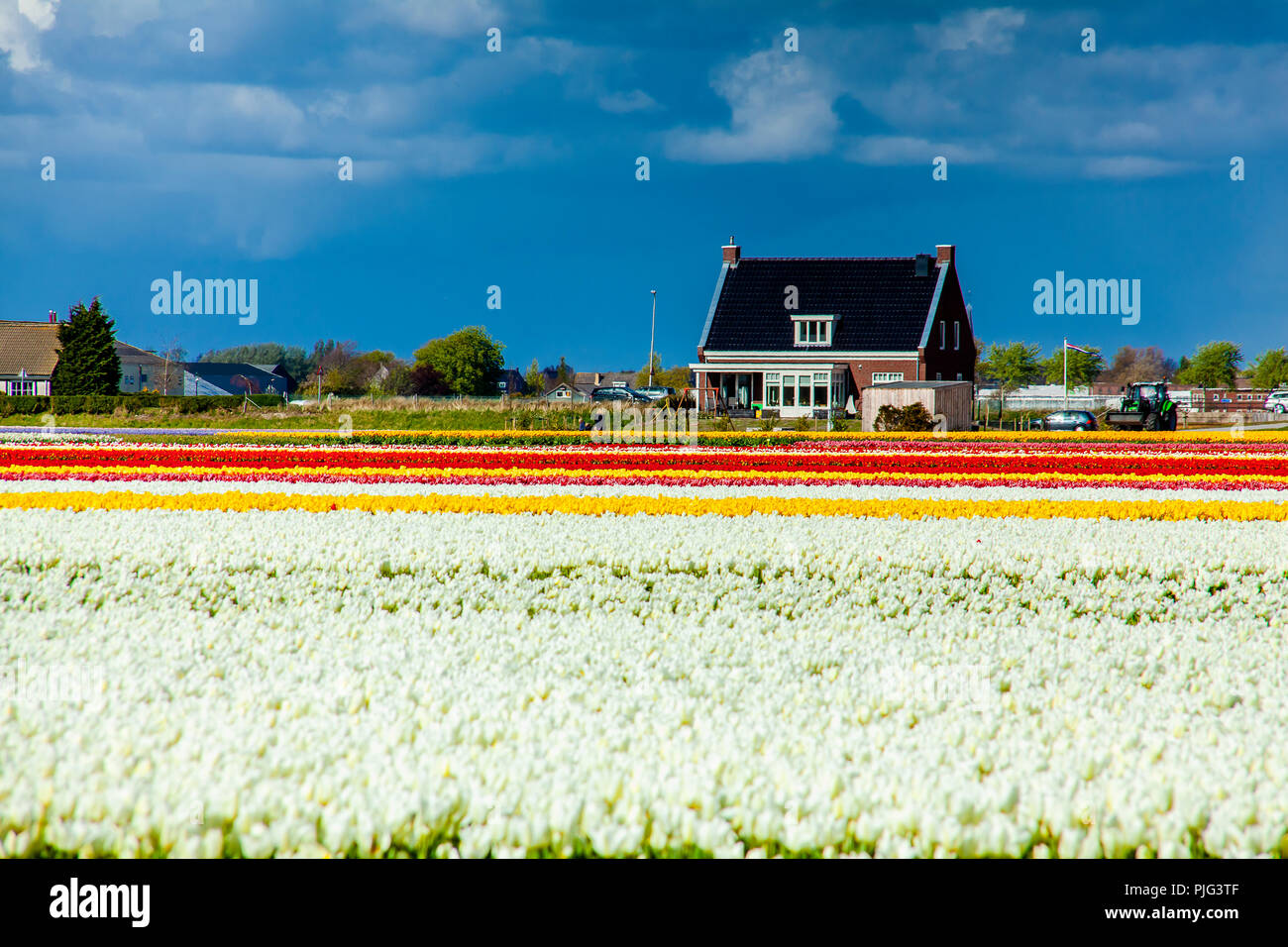 Tulip colorati di Campo dei Fiori paesaggio panoramico vista in Amsterdam Paesi Bassi nel mese di aprile la stagione di fioritura Foto Stock